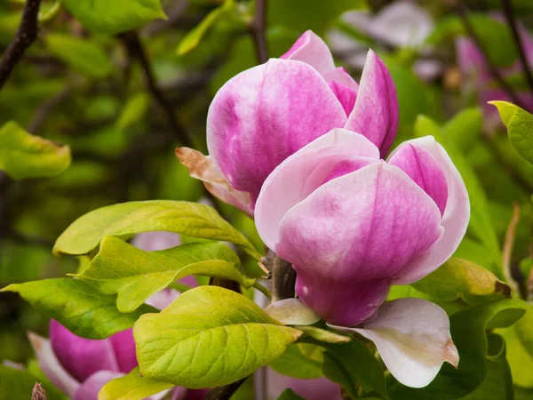 Belles Fleurs Magnolia Rose Dans Jardin — Photo