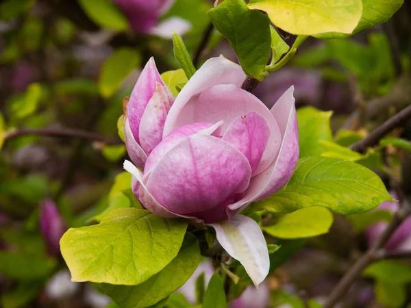 Belles Fleurs Magnolia Rose Dans Jardin — Photo