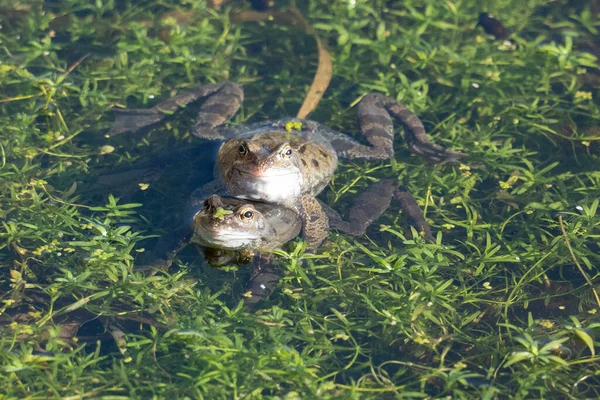 Kikkers Het Water Sluiten — Stockfoto