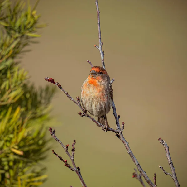 Rödbrun Fågel Gren — Stockfoto