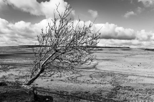 Zwart Witte Boom Aan Zee — Stockfoto