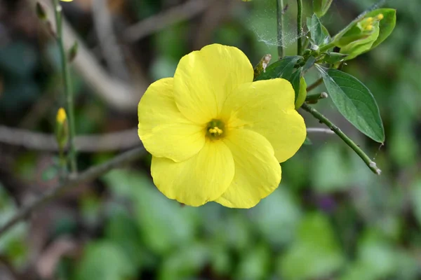 Hermosa Flor Amarilla Jardín — Foto de Stock