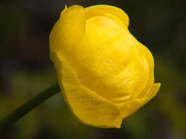 Gelbe Blume Garten — Stockfoto