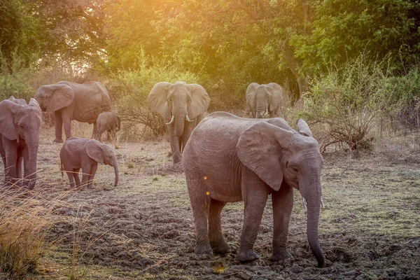 초원에 코끼리들 — 스톡 사진