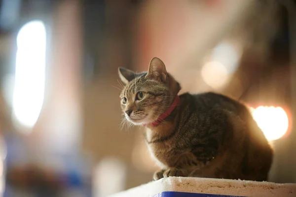 Милий Кіт Крупним Планом — стокове фото