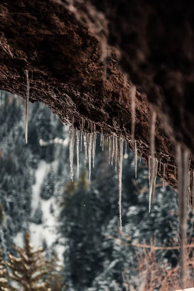 Бурульки Снігу Зимовому Лісі — стокове фото