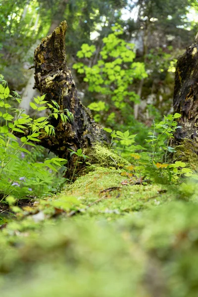Ormanda Yeşil Yosun — Stok fotoğraf