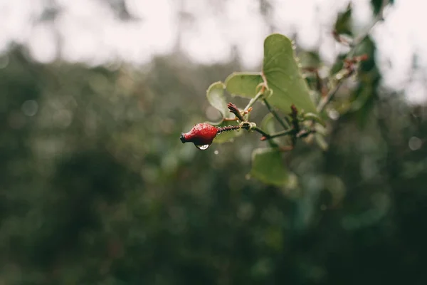 Красные Ягоды Саду — стоковое фото