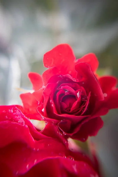 Όμορφο Κόκκινο Τριαντάφυλλο Στον Κήπο — Φωτογραφία Αρχείου