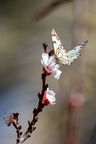 Bela Borboleta Uma Árvore — Fotografia de Stock