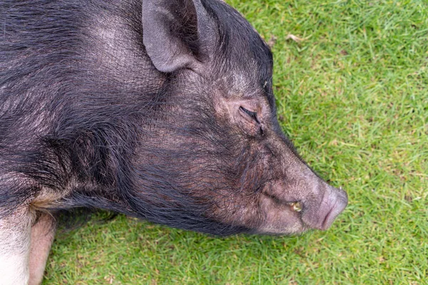 緑の草を食べる若い豚のクローズアップショットです — ストック写真