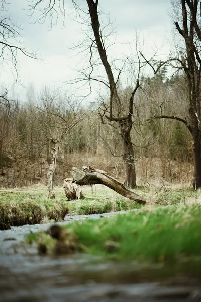 Prachtig Landschap Met Een Rivier Een Boom — Stockfoto