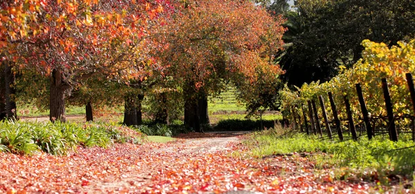 Herfst Landschap Met Kleurrijke Bladeren — Stockfoto