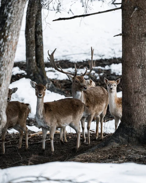 森の鹿 — ストック写真