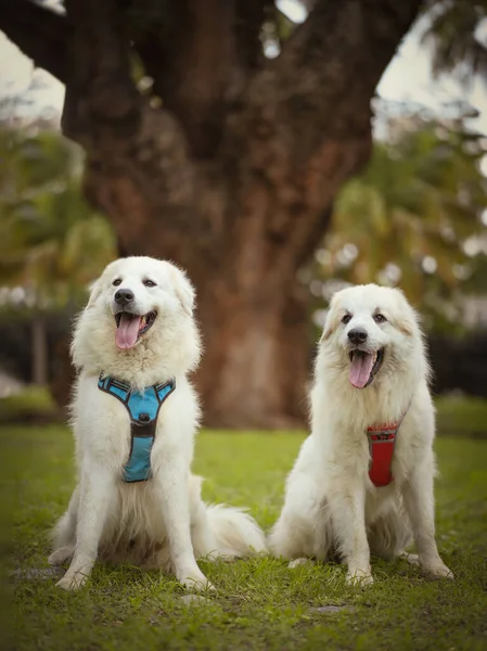 Cani Nel Parco Animali — Foto Stock