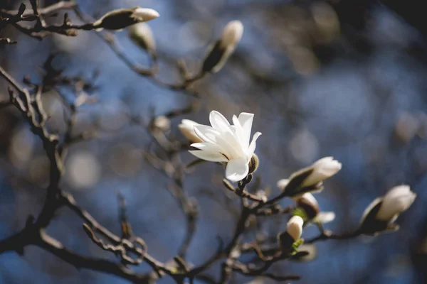 Magnolia Kwiaty Ogrodzie — Zdjęcie stockowe