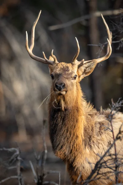 아름다운 사슴의 — 스톡 사진