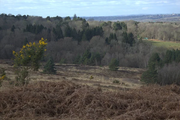 Beau Paysage Avec Des Arbres Une Forêt — Photo