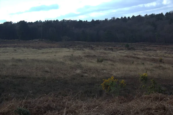 Beau Paysage Avec Des Arbres Une Forêt — Photo