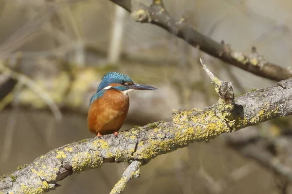 Martin Pêcheur Alcedo Atthis Oiseau Erithacus Rubecula Parus Brésil — Photo