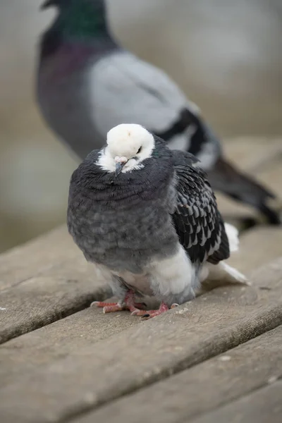 거리에 비둘기의 — 스톡 사진