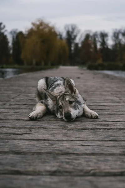 Hond Het Park — Stockfoto