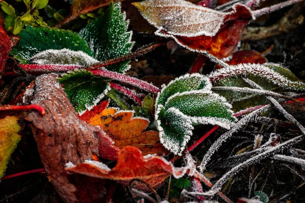 Schöne Herbstblätter Flora Und Laub — Stockfoto