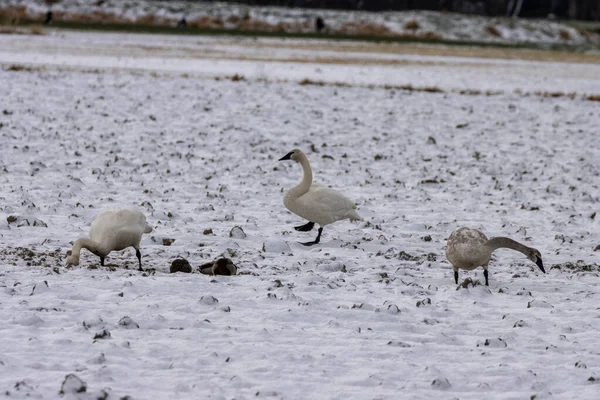 Cisne Blanco Nieve —  Fotos de Stock