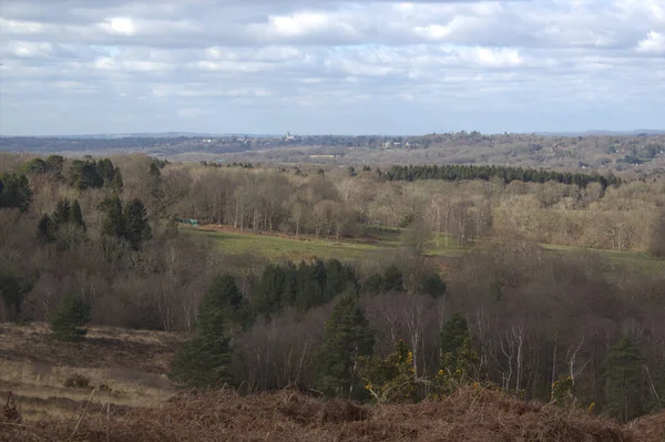 Beau Paysage Avec Des Arbres Une Forêt — Photo