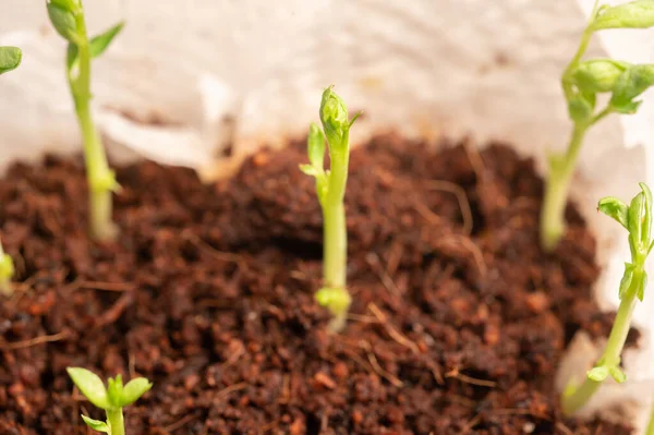 生长在土壤中的嫩绿色植物 — 图库照片