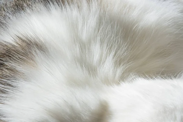 Biały Kot Tekstury Tła — Zdjęcie stockowe
