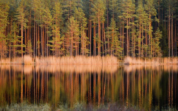 Vackert Landskap Med Träd Och Skog — Stockfoto