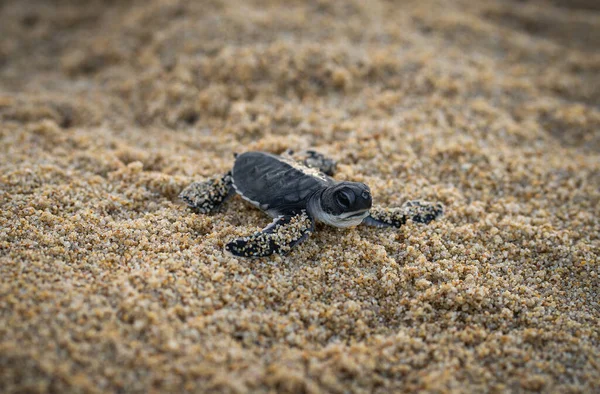 Una Pequeña Tortuga Playa —  Fotos de Stock