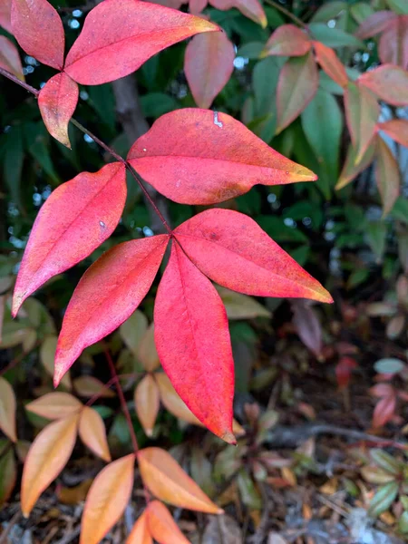 Feuilles Rouges Dans Jardin — Photo