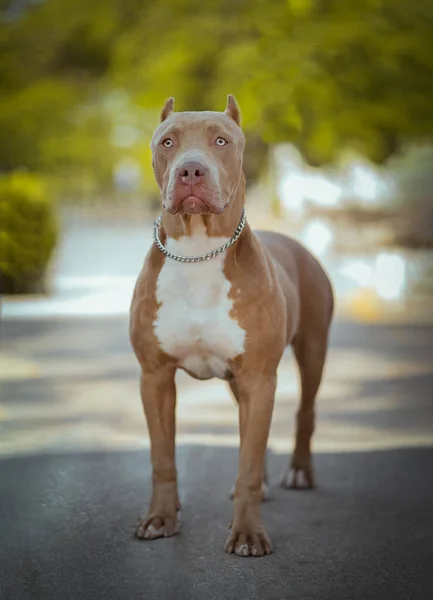 Cão Parque — Fotografia de Stock