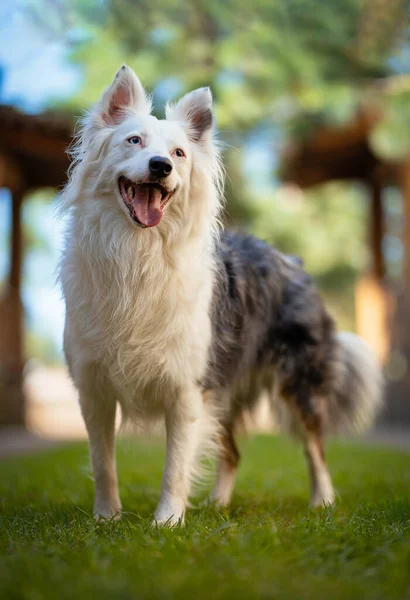 Portret Van Een Schattige Hond — Stockfoto