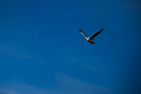 하늘을 갈매기 — 스톡 사진