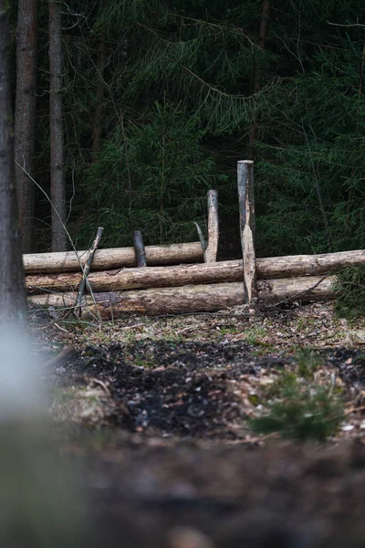 Ormandaki Tahta Bir Kütüğün Yakın Plan Çekimi — Stok fotoğraf