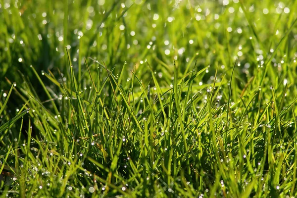 Grönt Gräs Med Daggdroppar Gräsmattan — Stockfoto
