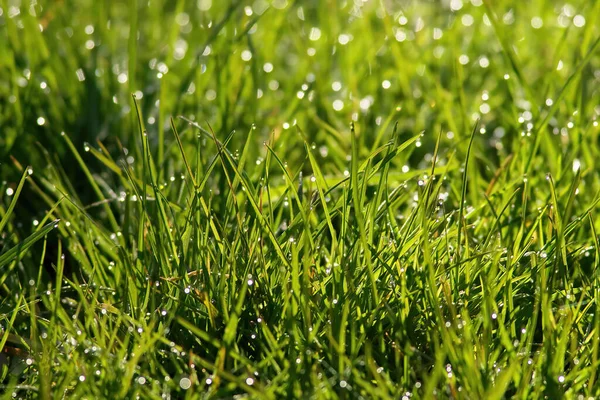 Herbe Verte Avec Des Gouttes Rosée Sur Pelouse — Photo