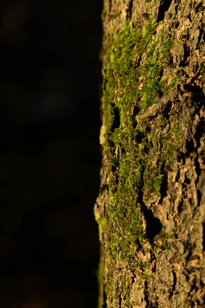 Árvore Casca Textura Musgo Fundo — Fotografia de Stock