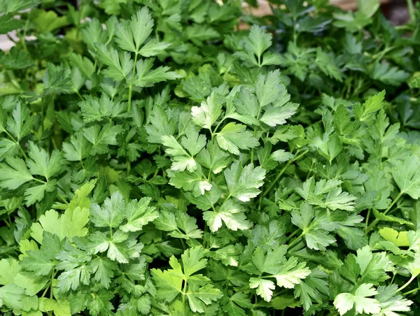 Green Leaves Parsley Garden — Stock Photo, Image