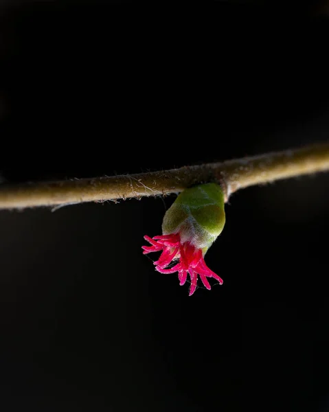 Piękne Botaniczne Ujęcie Naturalna Tapeta — Zdjęcie stockowe