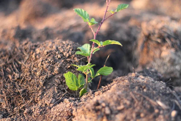 Молода Зелена Рослина Росте Землі — стокове фото