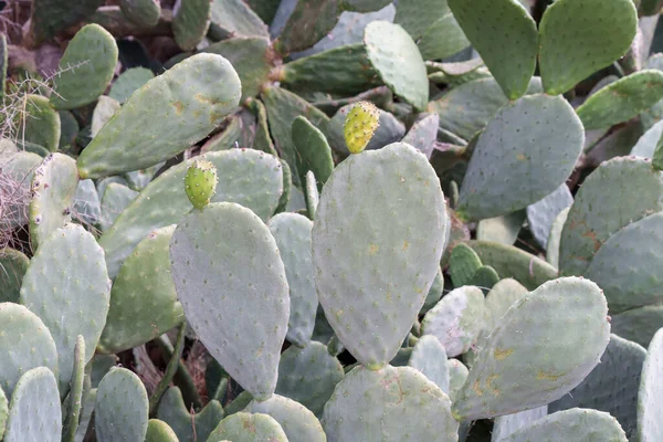 Primer Plano Cactus Jardín —  Fotos de Stock