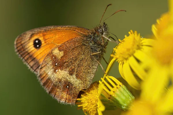 Widok Bliska Piękny Motyl — Zdjęcie stockowe