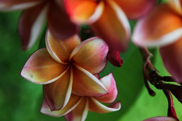 Fiore Plumeria Giardino — Foto Stock