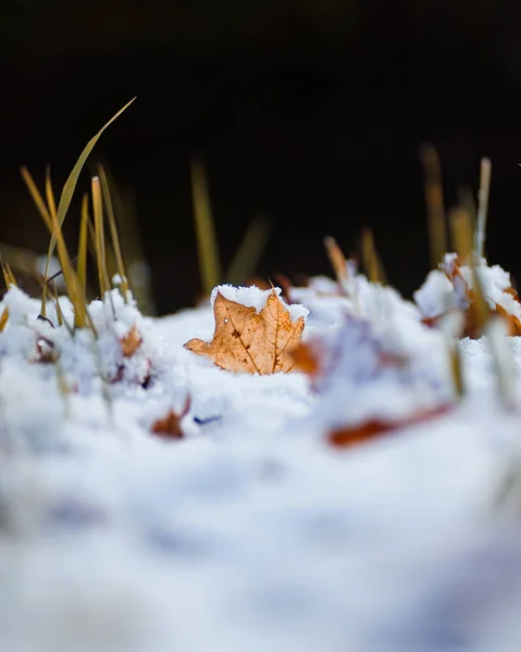 Autumn Leaves Snow — Stock Photo, Image