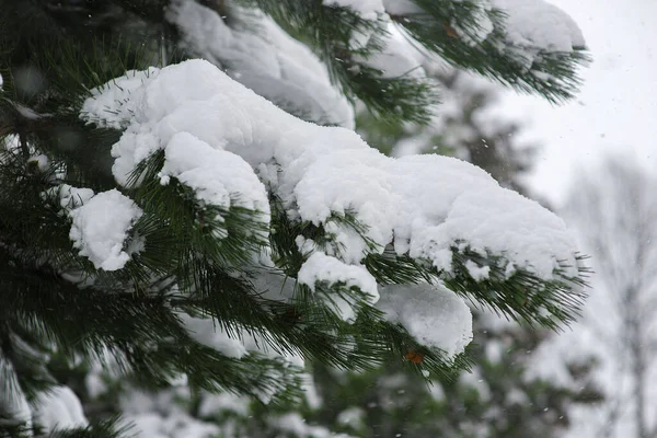 Schneebedeckte Tanne Wald — Stockfoto