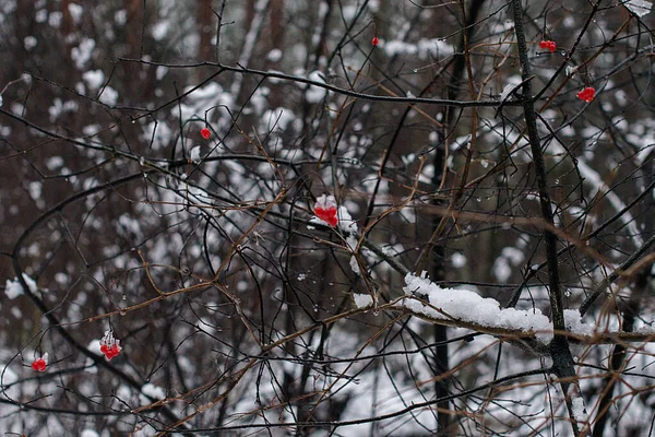 Oiseau Est Assis Sur Une Branche Arbre Dans Forêt Hiver — Photo